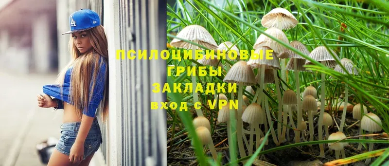 Псилоцибиновые грибы Psilocybine cubensis  как найти закладки  Билибино 